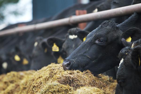 20% uptake of EU milk scheme 