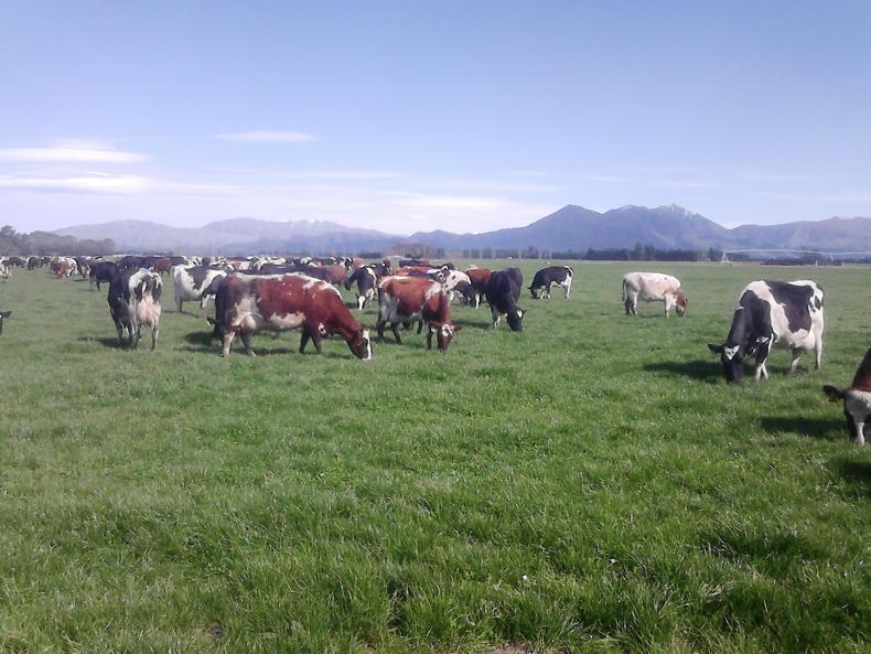 New Zealand's smaller co-op Tatua doing well