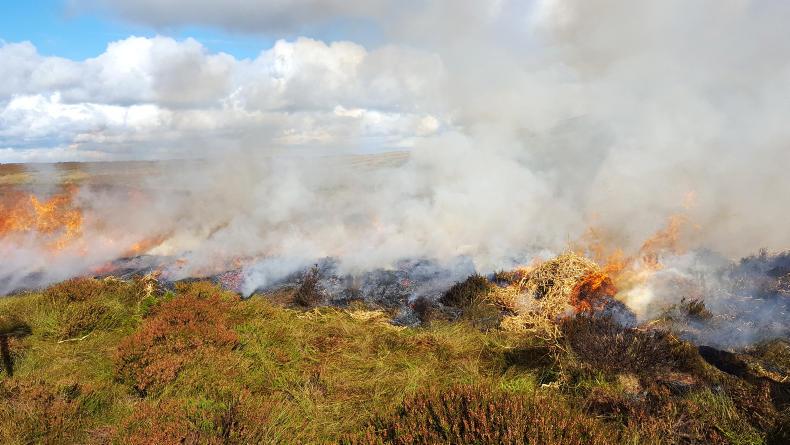 Heather management demonstration in Antrim