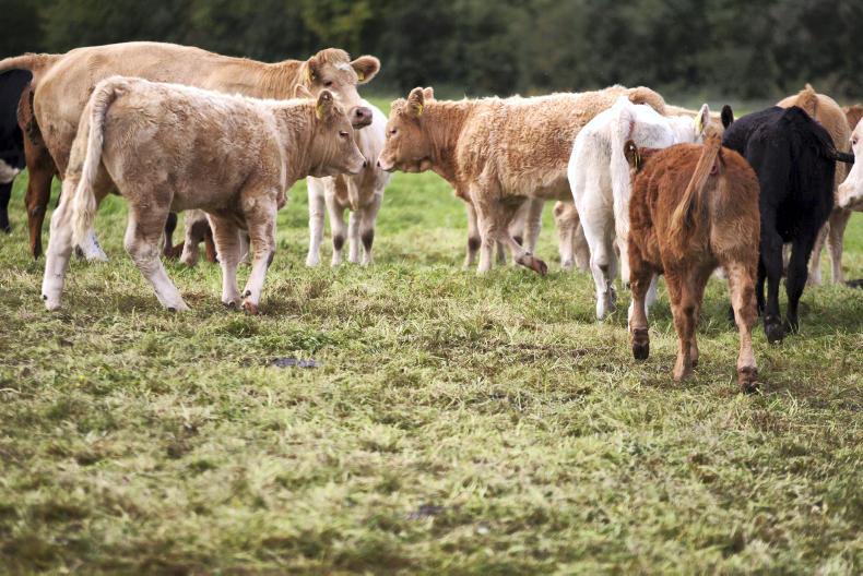 Calf births down for week ending 30 September 2016