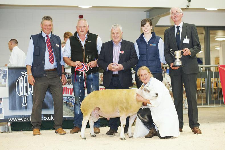 Ardstewart Beltex in fierce demand at Carlisle