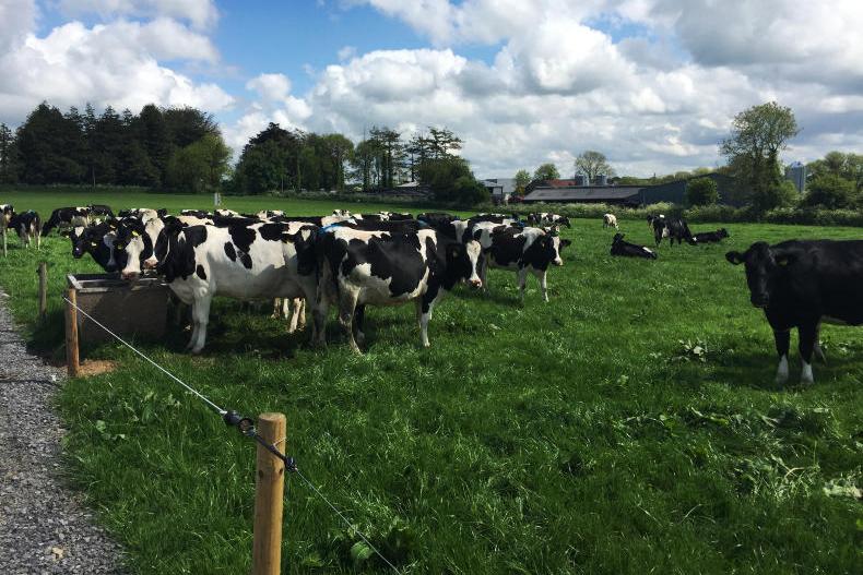 Updated HerdPus EBI reports dispatched to herd owners