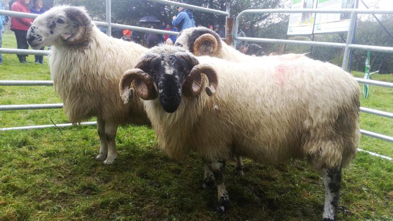 Boosting output through breeding on hill sheep farm