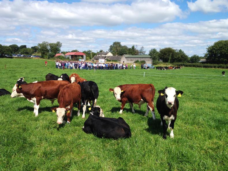 Conference told what the most profitable beef system is