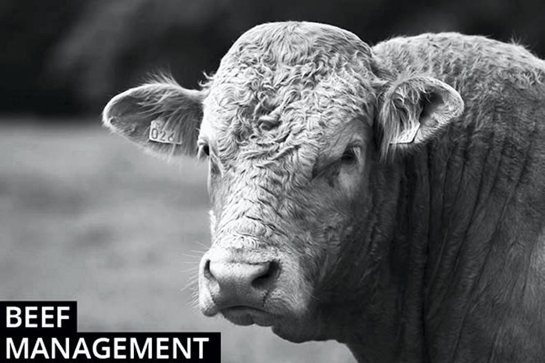 Beef management: Watch out for pneumonia in weanlings
