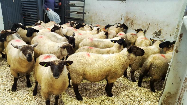 Irish sheepmeat approved for export to Iran