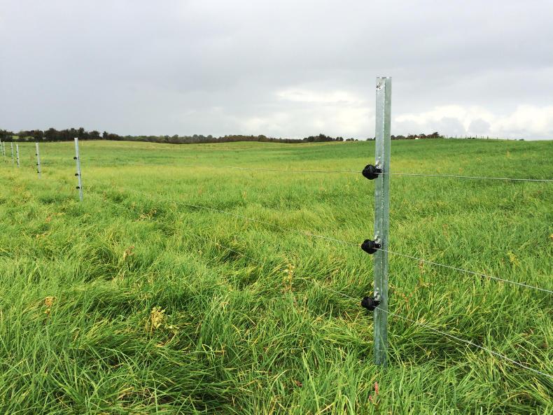 Temporary sheep fencing – grazing surplus grass and forage crops