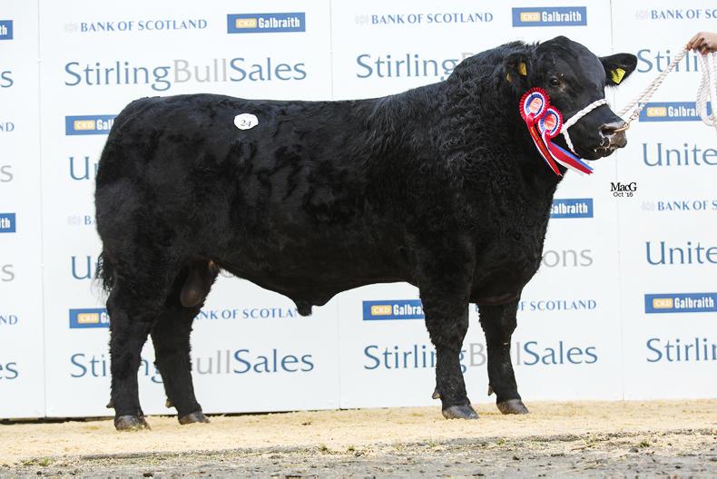 Cookstown breeders dominate Angus sale  