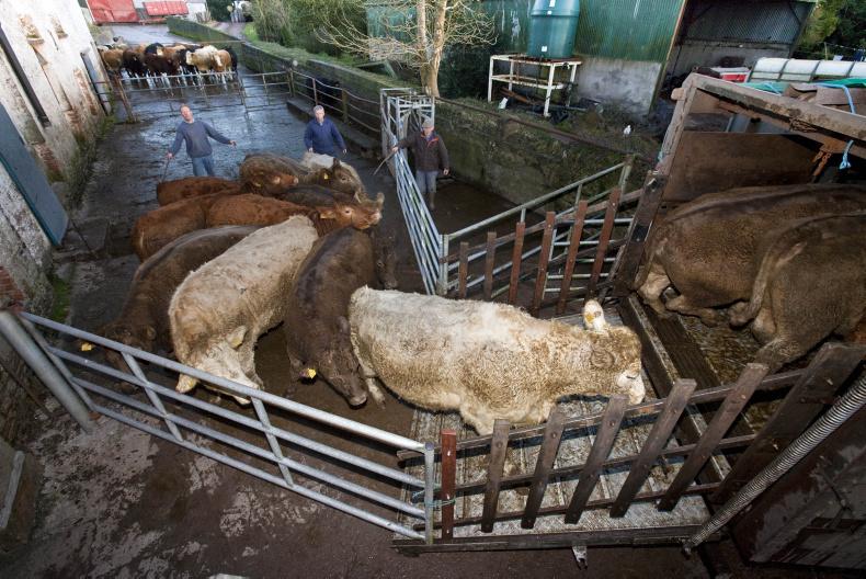 Northern View: finished cattle prices remains steady