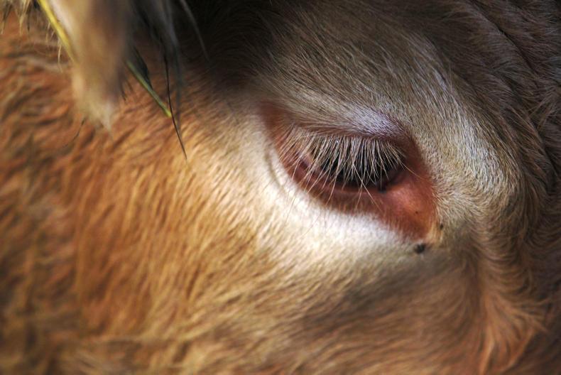 Beef finishers encouraged to have contract with factory