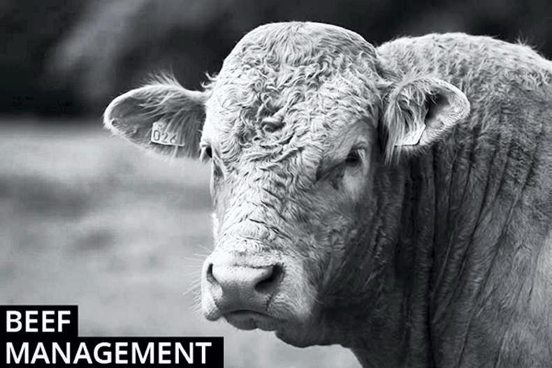 Beef management: Time to house finishing cattle