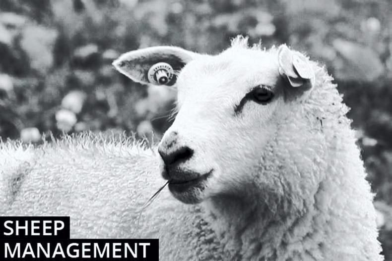 Sheep management: farmyard manure deadline and dispatch documents