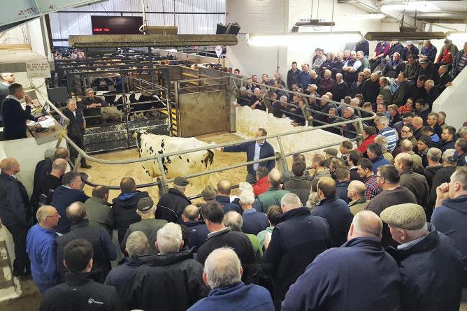 In pictures: heifers sell to £2,800 at first Dungannon dairy sale