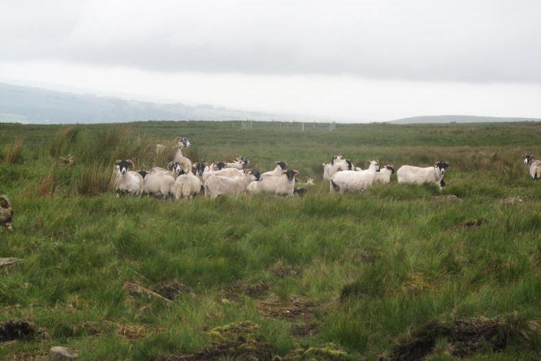 Listen GPS trackers to deter sheep thieves Premium