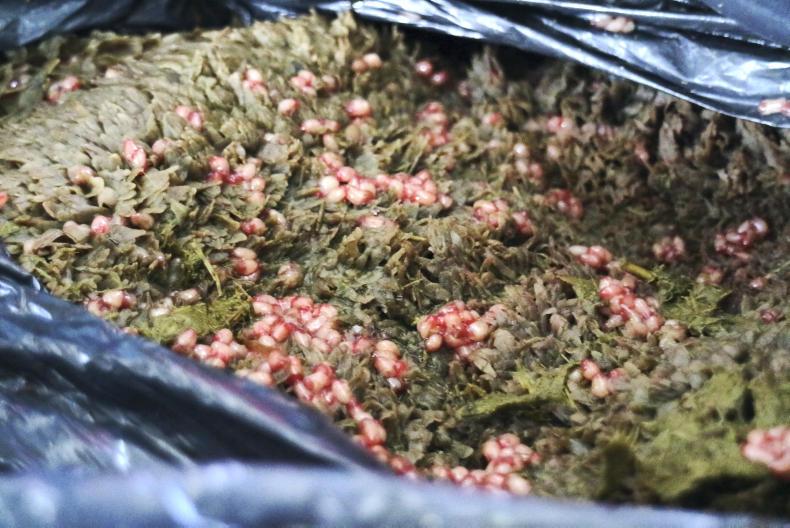 Control of fluke in beef cattle and sheep