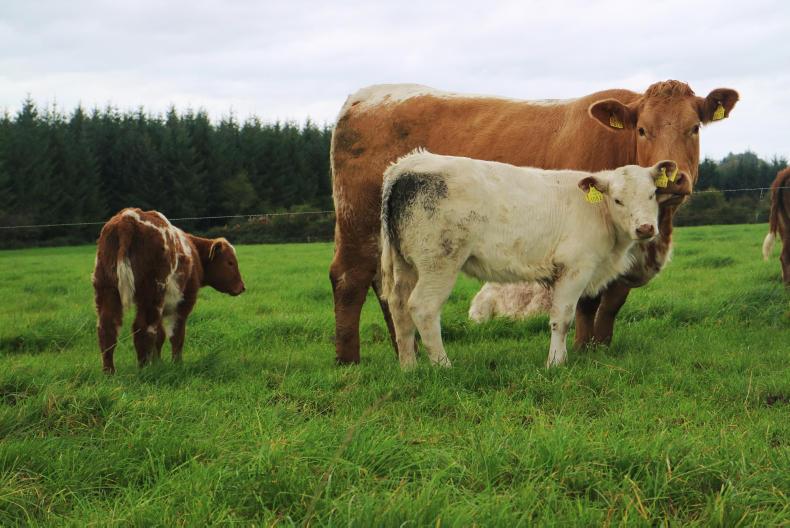 BETTER farm calving performance dissected