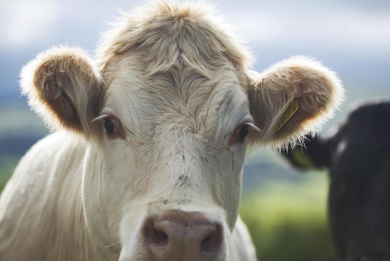 Advance CAP payments made to 21,111 farmers in NI