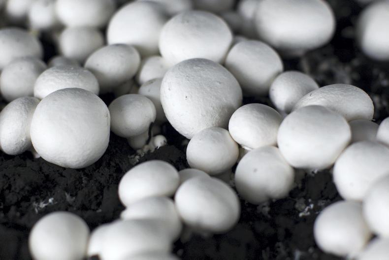 IFA calls for EU assistance for mushroom sector