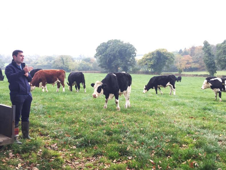 Grass+ beef: close up,  it’s worth more in the spring