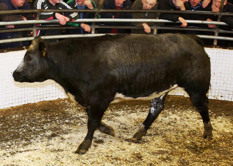 Strong trade for weanlings at Ballinrobe