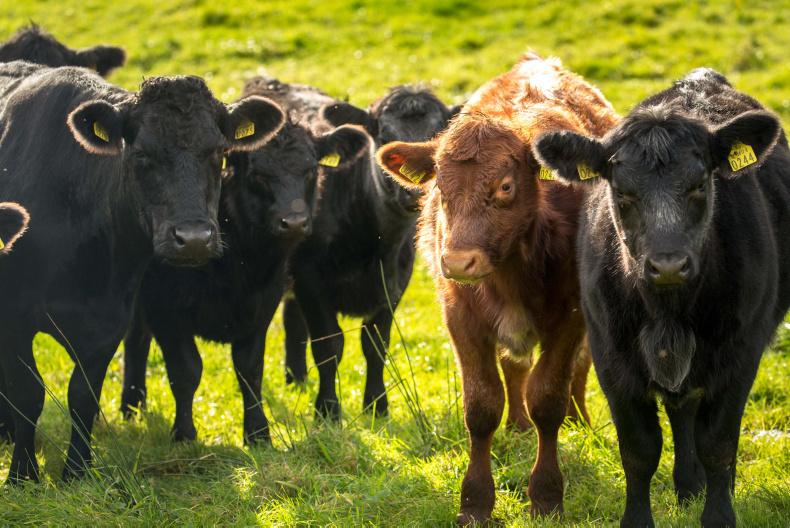 Northern view: NI base cattle quotes on the rise