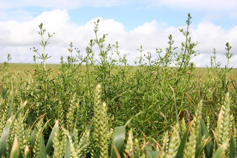 Listen: new Arylex herbicide active from Dow