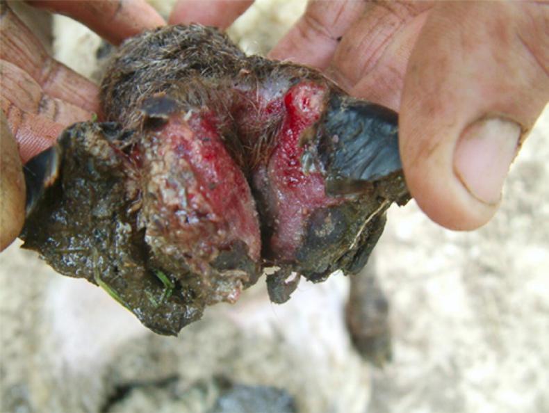 In pictures: six causes of lameness in sheep