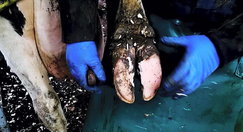 Watch: how to carry out hoof trimming