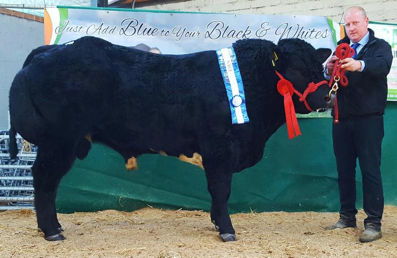 Listen: averages plummet at Belgian Blue Premier sale