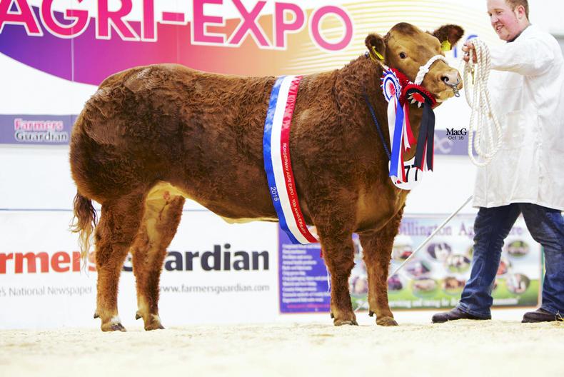 Pedigree briefs: NI champion at Agri Expo, Charollais, Angus and Carrick sales