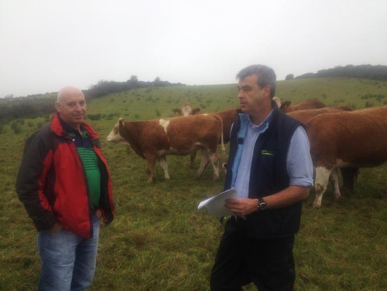 Maternal focus in Mayo              