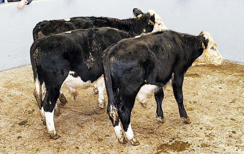 Positive start to dairy trade in a difficult year