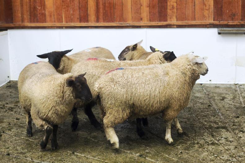 Sheep prices: steady trade in the marts                                  