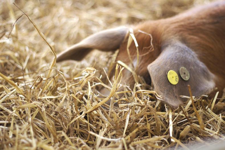 Increase in pork exports to China but EU share falls