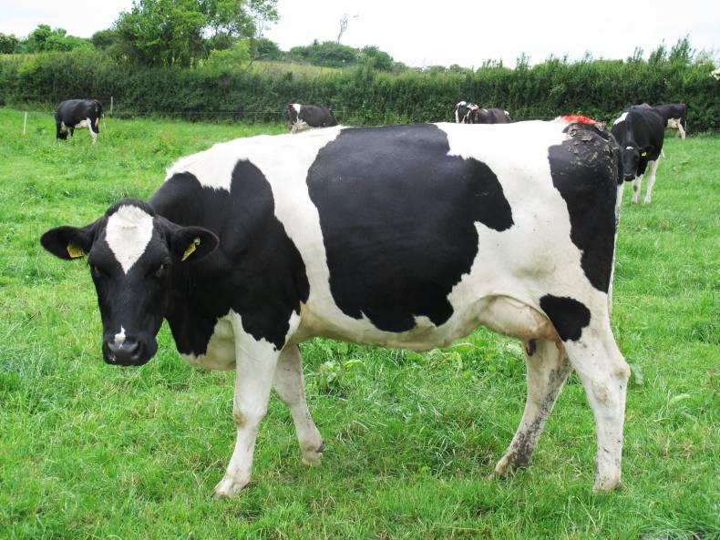 Monday management: time to finish grazing is coming fast