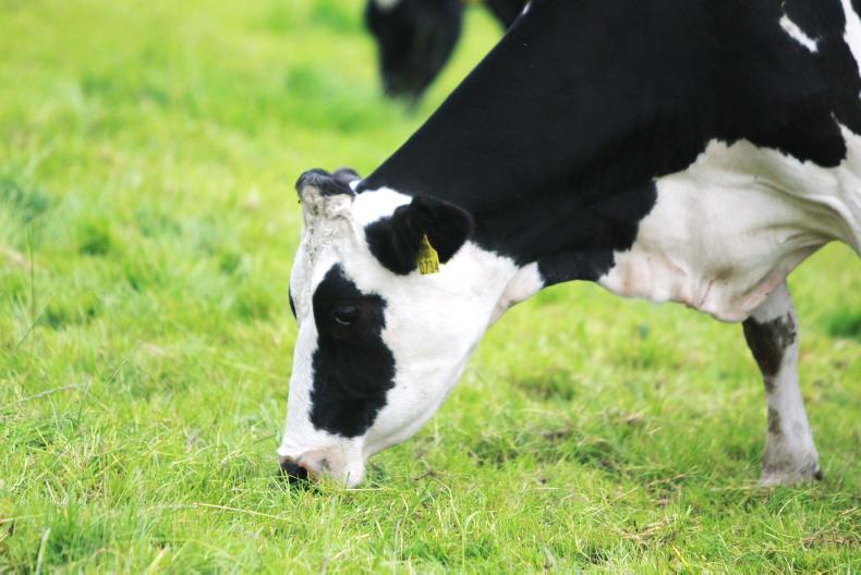 Consultancy spree at Bandon   