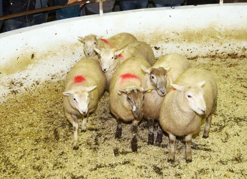 Steady trade for a smaller entry in Donegal