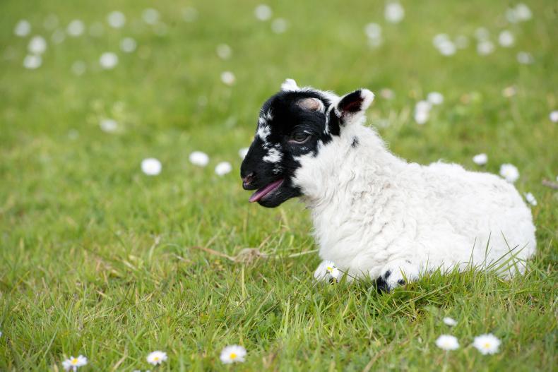 Premium price challenge for organic lamb