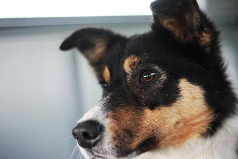 Caring for man’s best friend – some helpful dog health  tips