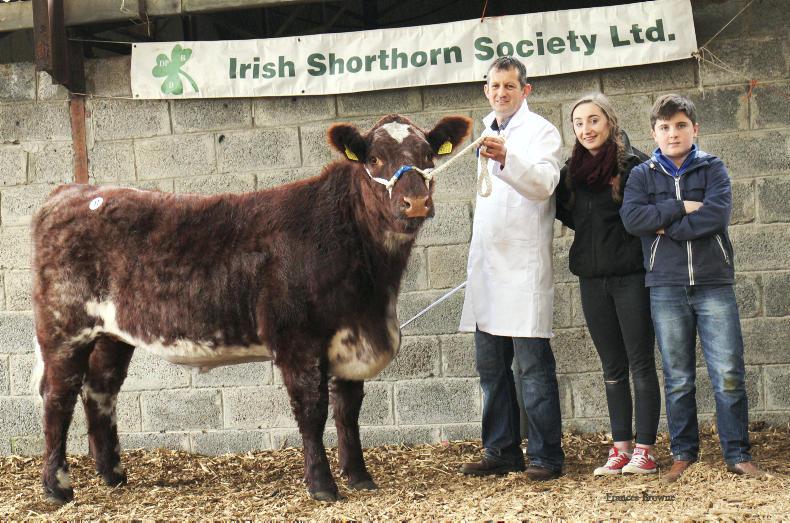 Heifer tops €4,500 at Shorthorn premier