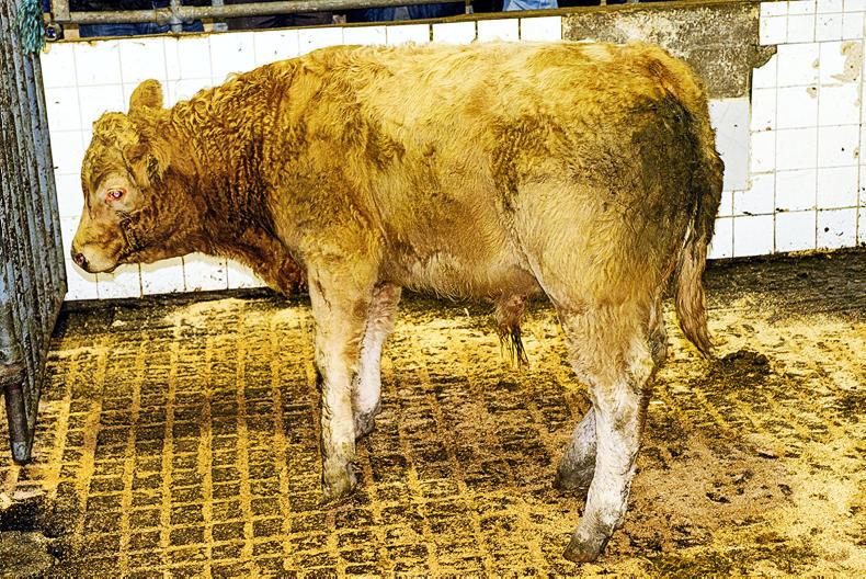 Strong demand for quality calved cows at Tullamore