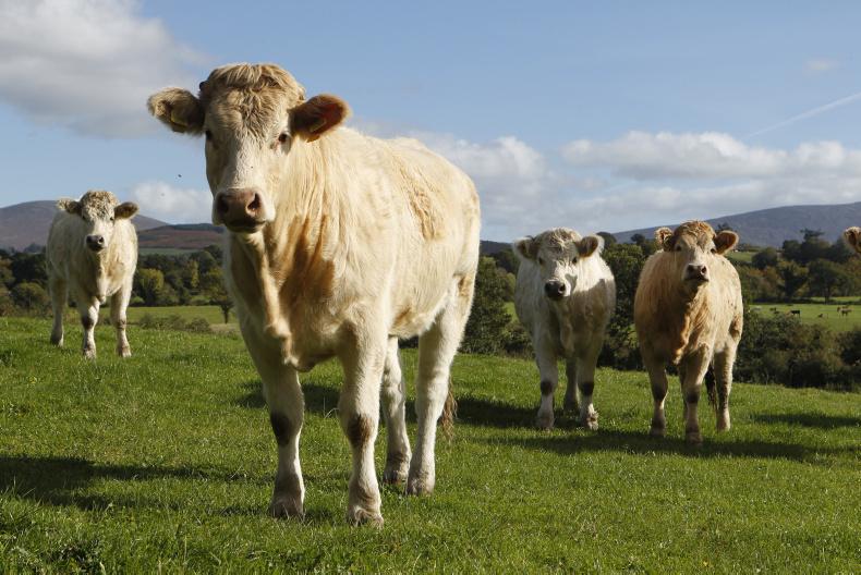 Northern view: beef trade steady despite numbers