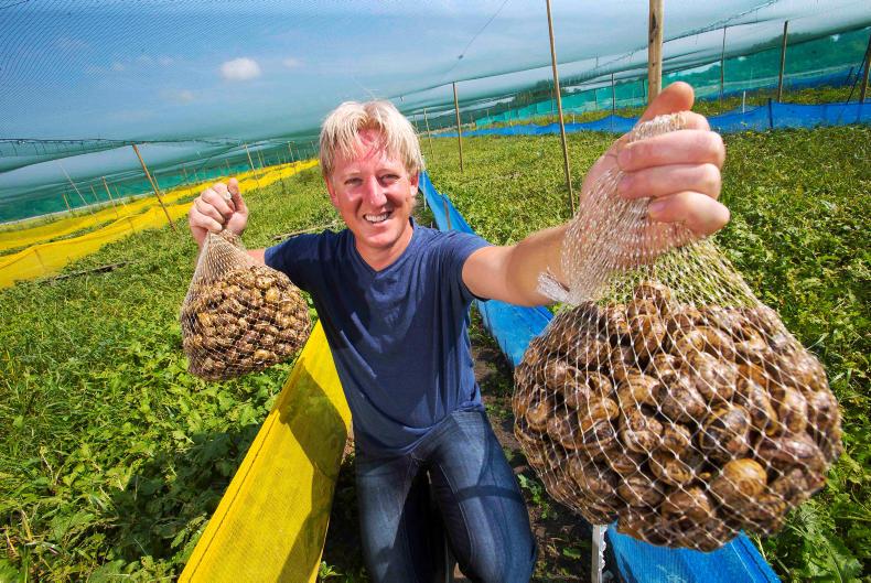 Growing interest in high-profit snail farming 