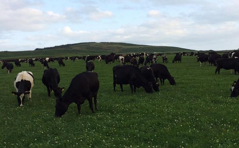 Manchester City transfer scoring dairy goals in Wales