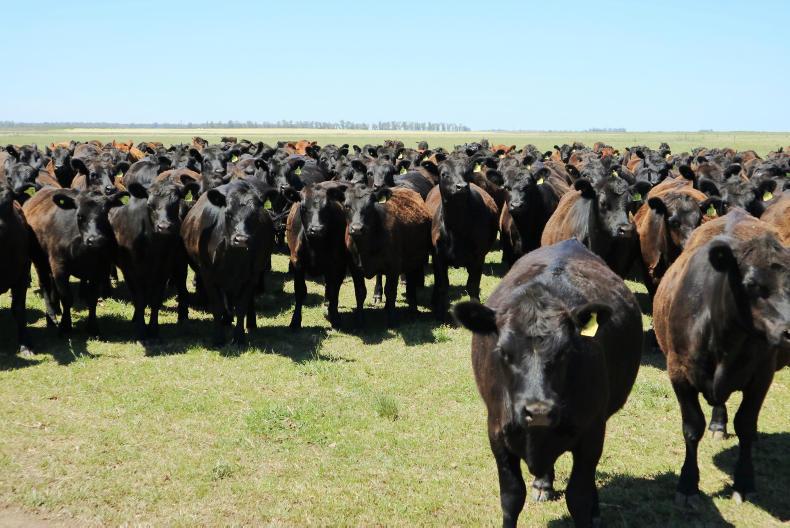 More meat needed as world population grows