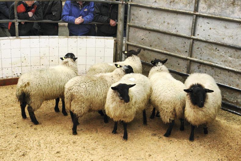 Sheep prices: strong trade for stores at Baltinglass Mart