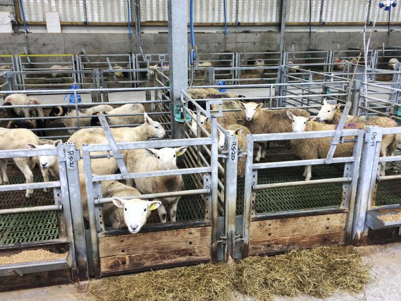 Lamb finishing study 3 hill breed comparison Premium