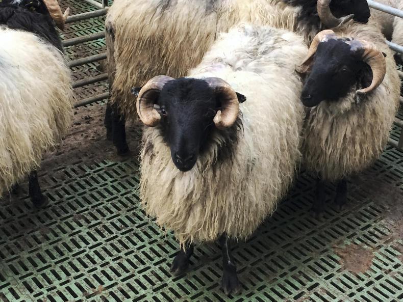 Watch: top finishing tips for store lambs