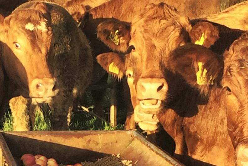 Charlie’s corner: good news from the farm