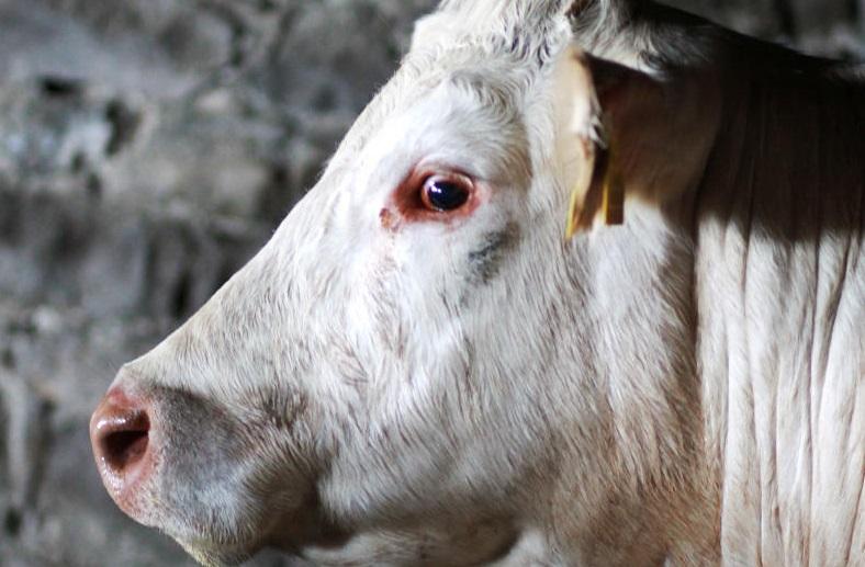 ICBF Whole Herd Performance Recording Programme - the detail